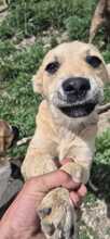 NODDY, Hund, Mischlingshund in Bulgarien