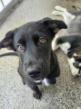 LADYBUG, Hund, Mischlingshund in Bulgarien