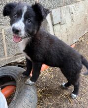 FLORA, Hund, Mischlingshund in Bulgarien