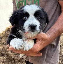 FAUNA, Hund, Mischlingshund in Bulgarien