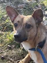 MUSZKA, Hund, mischling in Polen