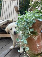 ALBA, Hund, Mischlingshund in Hamburg