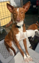 PEPA, Hund, Podenco in Spanien