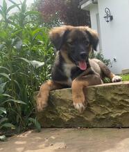 MUFFIN, Hund, Mischlingshund in Hamburg