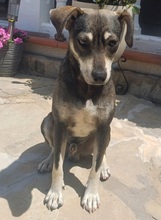 ZEUS, Hund, mischling in Spanien