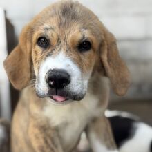 SAM, Hund, Mastin Mischling in Spanien