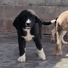 SKYE, Hund, Mastin Mischling in Spanien