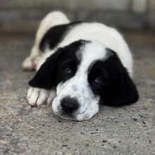 SUSIE, Hund, Mastin Mischling in Spanien