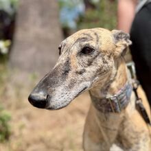 CARMELITA, Hund, Galgo in Spanien