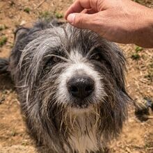 COCO, Hund, Bearded Collie in Spanien