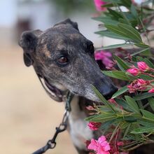 NARA, Hund, Galgo in Spanien