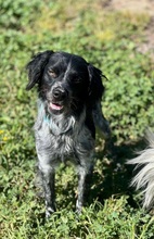 KIKE, Hund, Epagneul Breton in Spanien