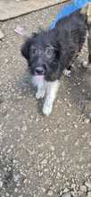 FUSSEL, Hund, Mischlingshund in Bulgarien
