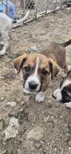 NOX, Hund, Mischlingshund in Bulgarien