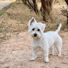 EASY, Hund, West Highland White Terrier in Grevesmühlen