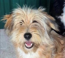 MALIKA, Hund, Mischlingshund in Rumänien