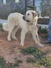 BLANCA2, Hund, Mischlingshund in Spanien
