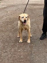 SIENNA, Hund, Labrador-Mix in Bulgarien