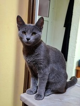MASHA, Katze, Europäisch Kurzhaar in Bulgarien