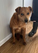ALUNA, Hund, Mischlingshund in Rumänien