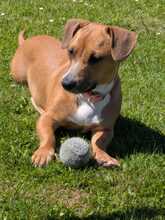 MIRA, Hund, Mischlingshund in Obernkirchen