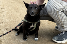 BRUNO, Hund, Terrier-Mix in Italien