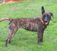 LINDES, Hund, Holländischer Schäferhund-Mix in Alfeld