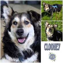 CLOONEY, Hund, Mischlingshund in Velbert