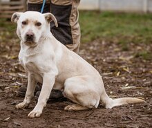 ERIK, Hund, Mischlingsrüde in Ungarn