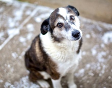 SOLEA, Hund, Mischlingshund in Rumänien