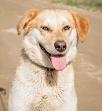 FLORA, Hund, Mischlingshündin in Ungarn