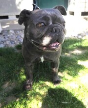 BERTA, Hund, Französische Bulldogge Mischling in Slowakische Republik
