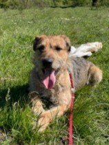 CHIPPER, Hund, Terrier in Rumänien
