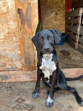 EMILIA, Hund, Mischlingshund in Kerpen