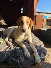 FIONA, Hund, Jagdhund in Rumänien