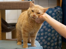 ORLANDO, Katze, Europäisch Kurzhaar in Hamburg
