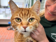ÄUGLEIN, Katze, Europäisch Kurzhaar in Hamburg