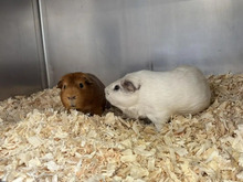 COOKIE, Nager, Glatthaar-Meerschweinchen in Hamburg