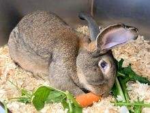 DRACO, Hasenartige, Riesenkaninchen-Mischling in Hamburg