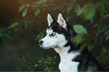SNOWY, Hund, Siberian Husky-Mix in Slowakische Republik
