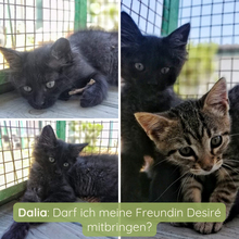 DALIA, Katze, Europäisch Kurzhaar in Italien