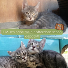 ELIO, Katze, Europäisch Kurzhaar in Italien