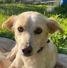 PERLA, Hund, Mischlingshund in Italien