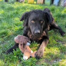 YORU, Hund, Mischlingshund in Rumänien