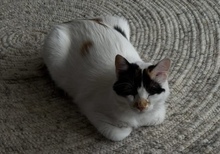MIU, Katze, Hauskatze in Zypern