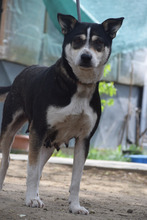 AYANA, Hund, Mischlingshund in Ungarn