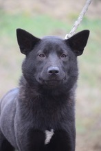 SHIRA, Hund, Mischlingshund in Ungarn