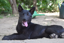 SHORA, Hund, Mischlingshund in Ungarn