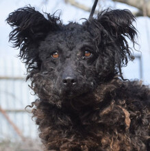 CORDULA, Hund, Mischlingshund in Ungarn