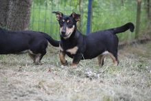 SYLVIA, Hund, Mischlingshund in Ungarn